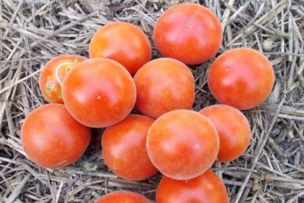 rajčatová sametová sezóna
