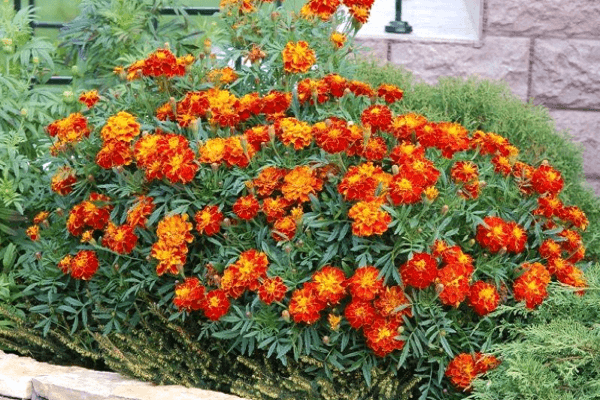 Verwendung von Ringelblumen