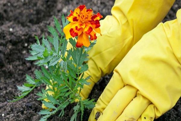 goudsbloemen laten groeien