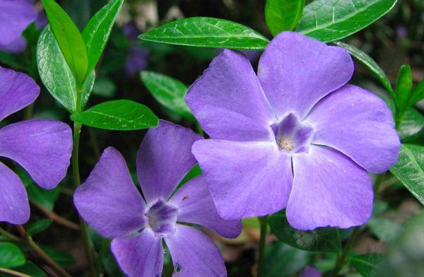 mga bulaklak ng periwinkle