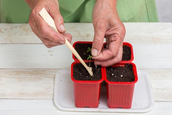 travailler avec une plante 