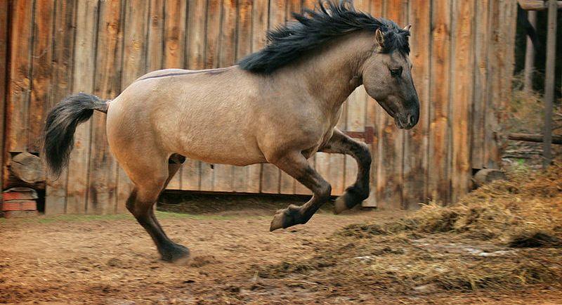 Baškirský kůň
