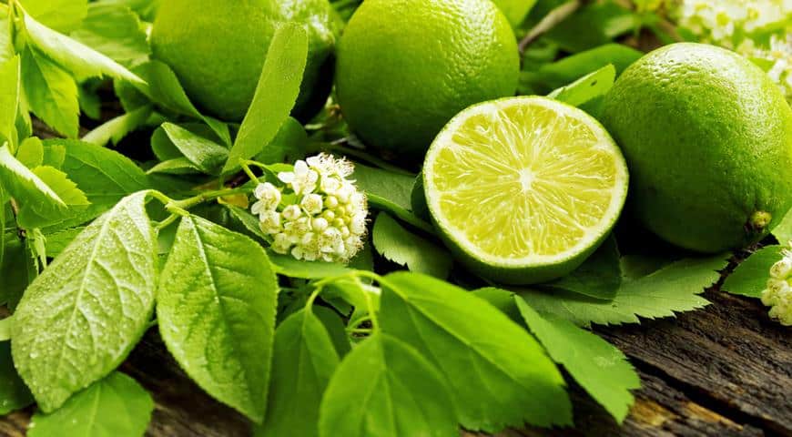 lime tree