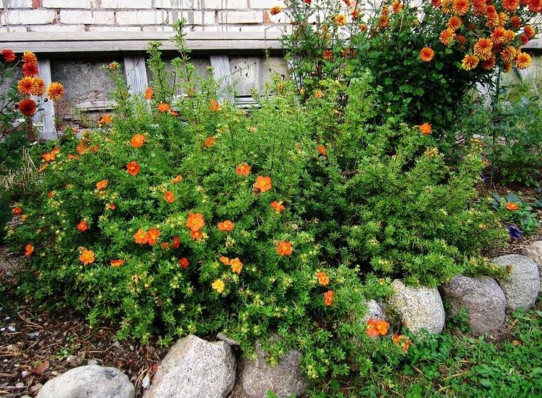 pensainen cinquefoil