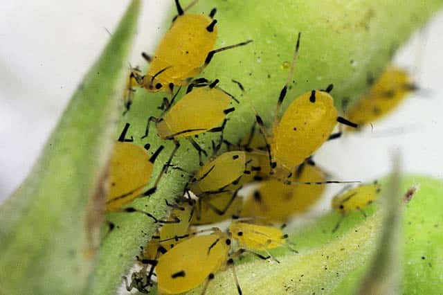 Blattläuse auf Wassermelone