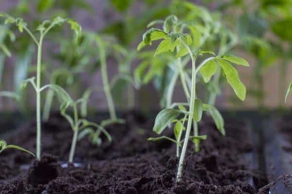 Tomatensetzlinge im Garten