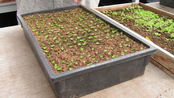 Begonia propagation