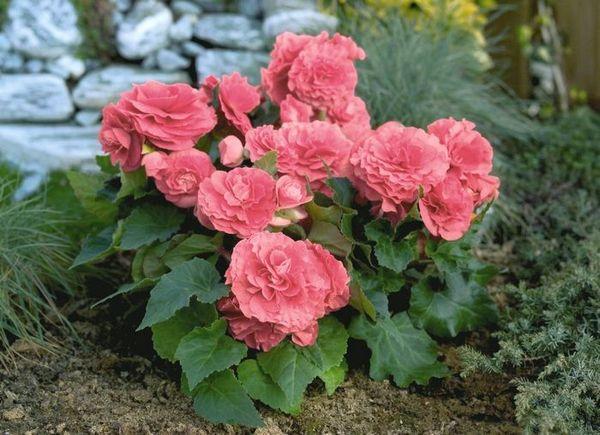 Begonia tuberös