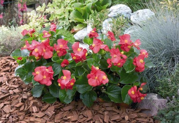 blommande begonia