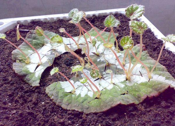 begonia propagation