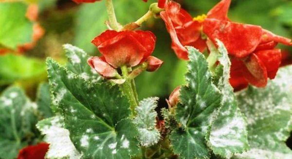 begonia sjukdomar