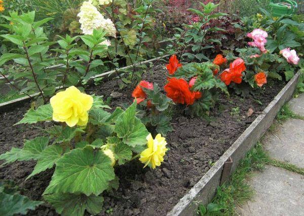 Growing Begonia