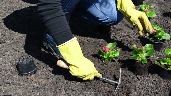 Planting begonias