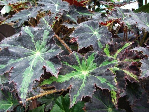 Begonia hogweed