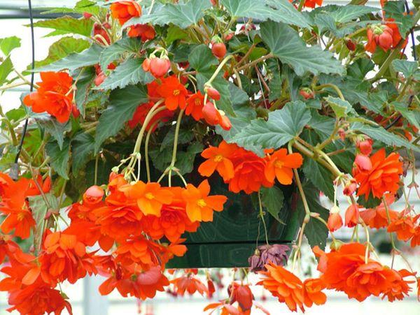 Begonia fuchsia