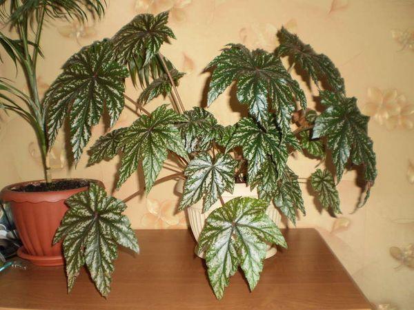 Begonia Griffioen