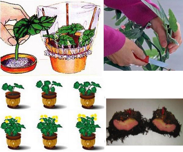 pruning begonias 