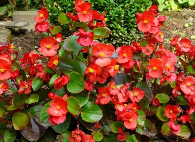 kwitnąca begonia