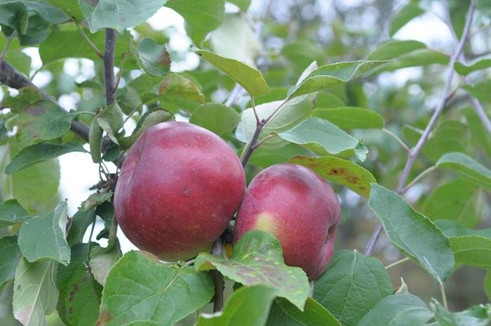 Běloruská sladká jabloň
