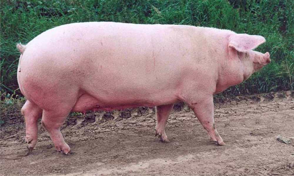 white pig breed