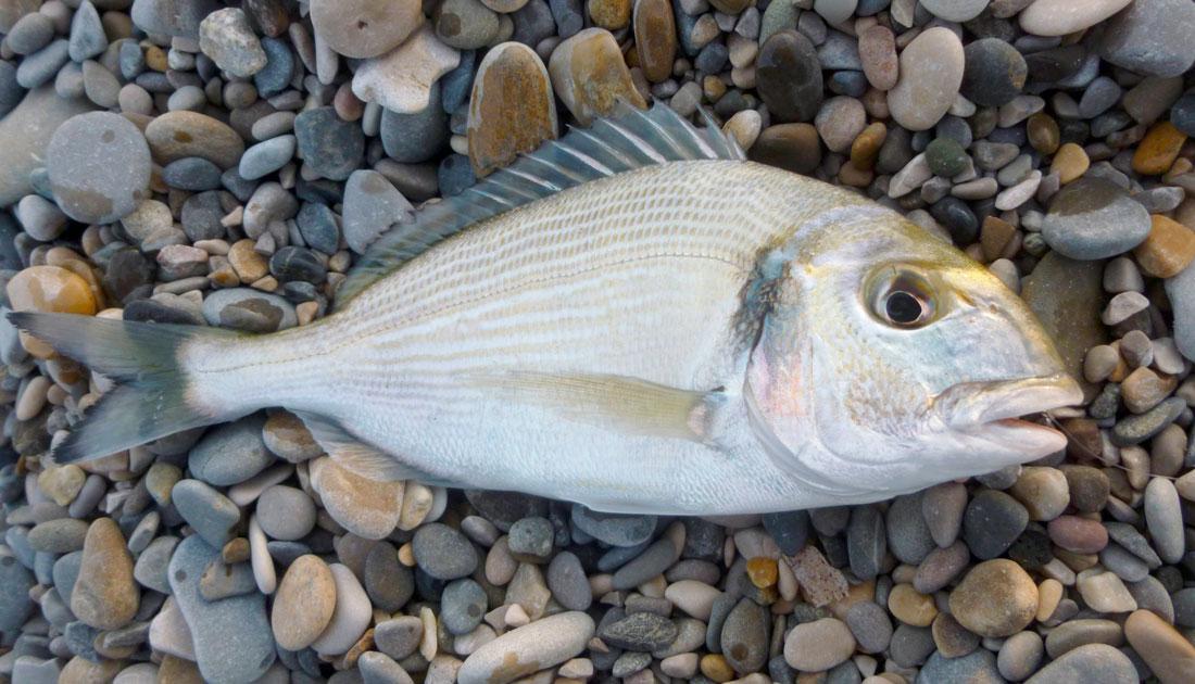 pescado de carne blanca