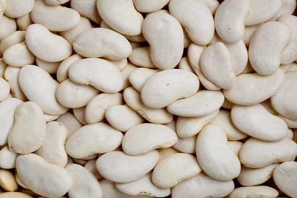 Description of white bean varieties, beneficial and harmful properties, cultivation