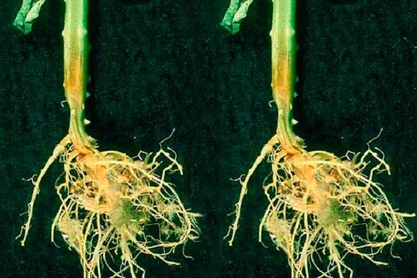 root rot