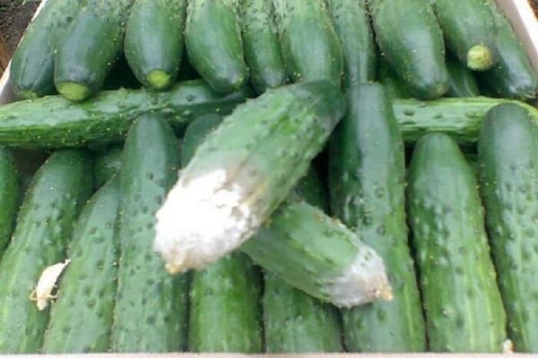 puntas de pepino