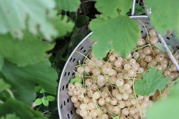 bucket of berries 