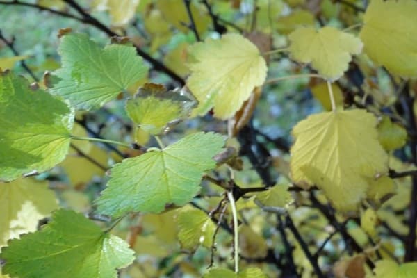 leaves turn yellow 