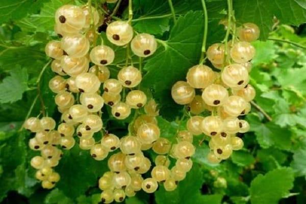 White grapes