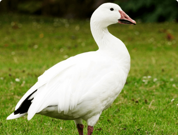 White or polar goose