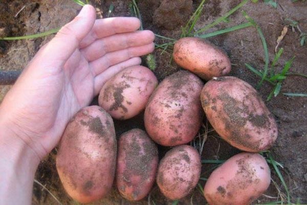 batatas do chão