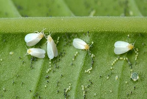 les aleurodes rassemblées 