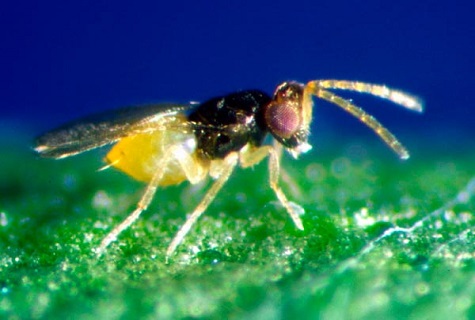 encarzia insecte