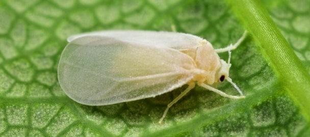 Citrus whitefly