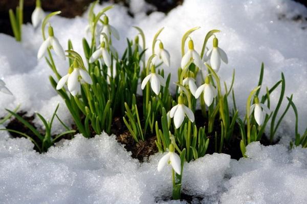 blühen im Schnee 