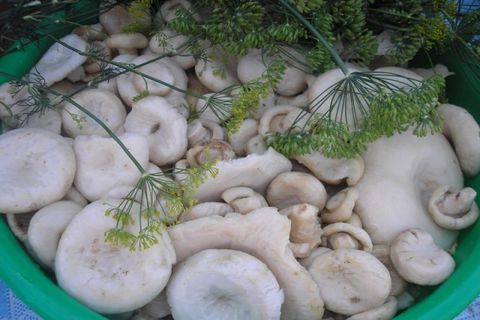 champignons in dille