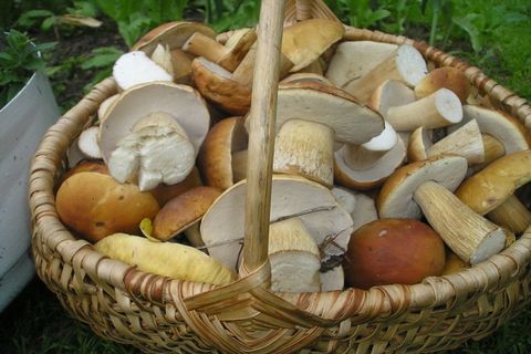 houby v košíku