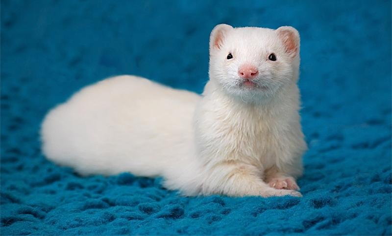 puting ferret