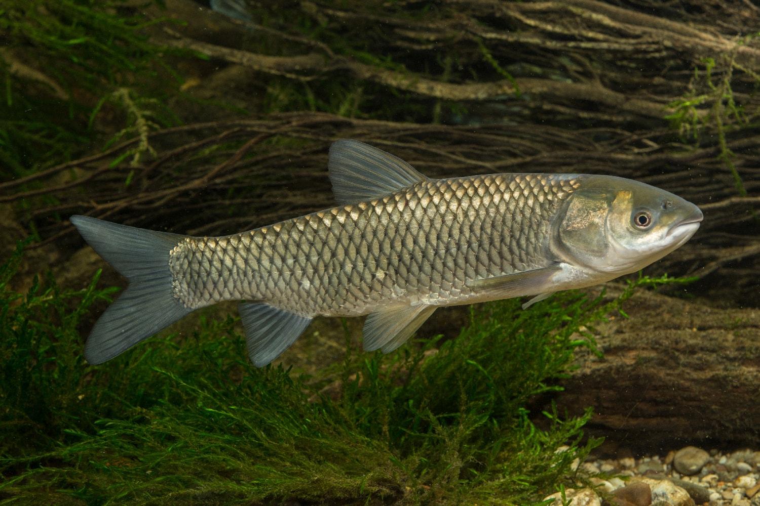 List of 48 species of fish, their names and characteristics, descriptions and where they live