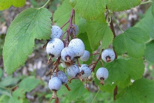 tartunnan saanut sikiö 