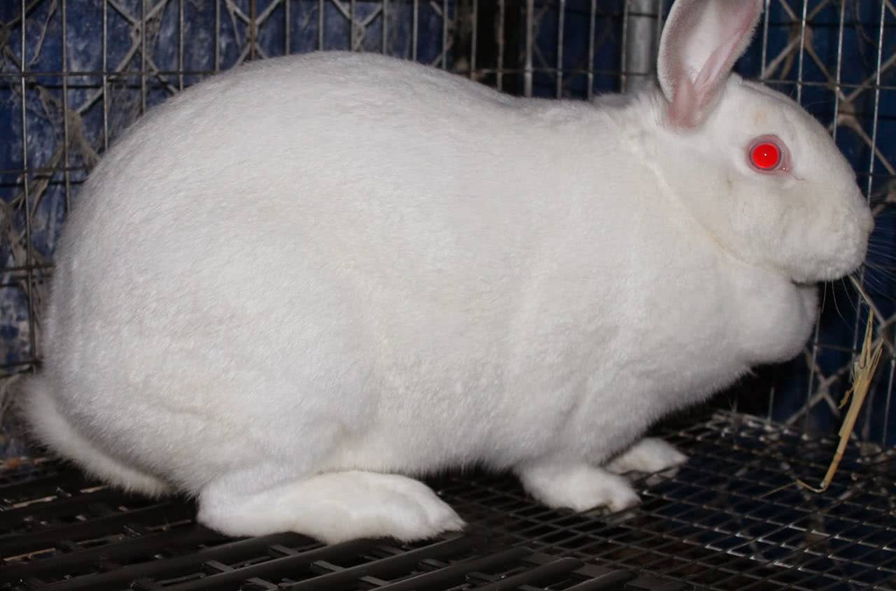 pregnant rabbit