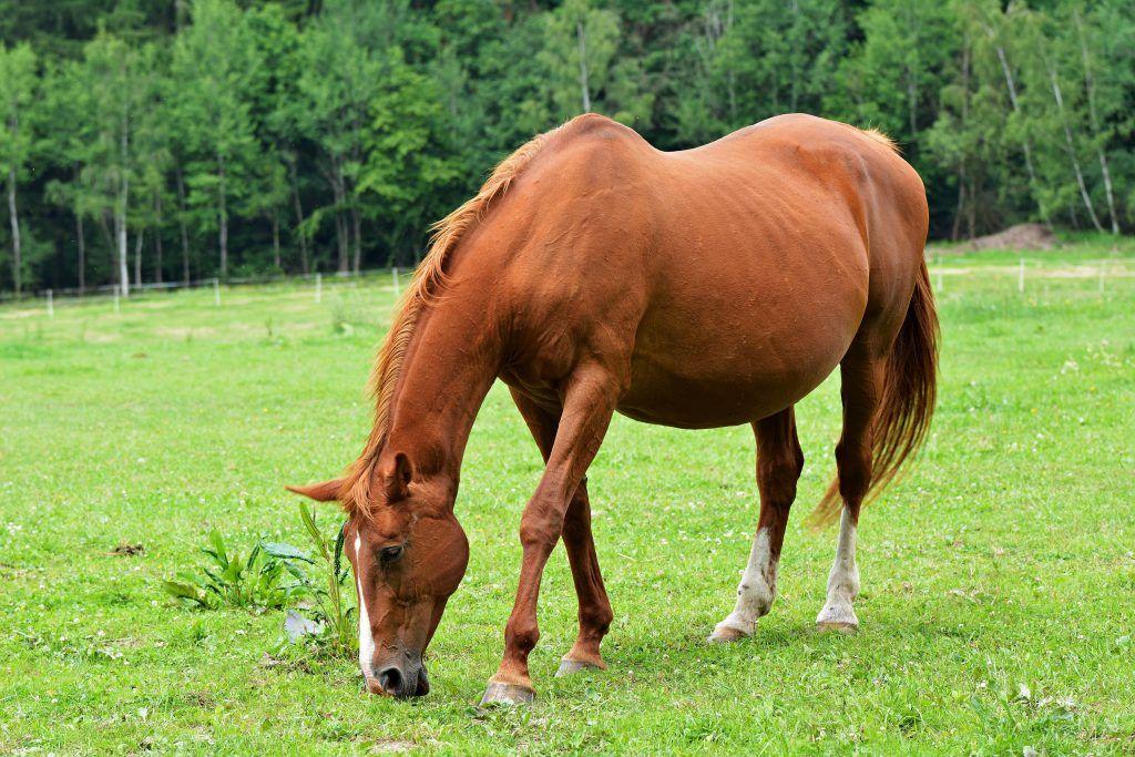 schwangeres Pferd