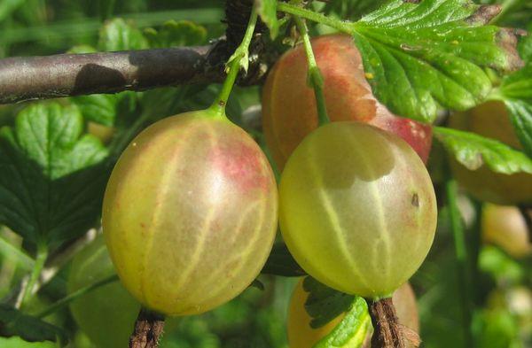 Common gooseberry