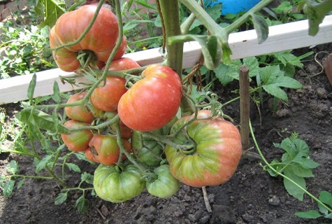 velká rajčata 