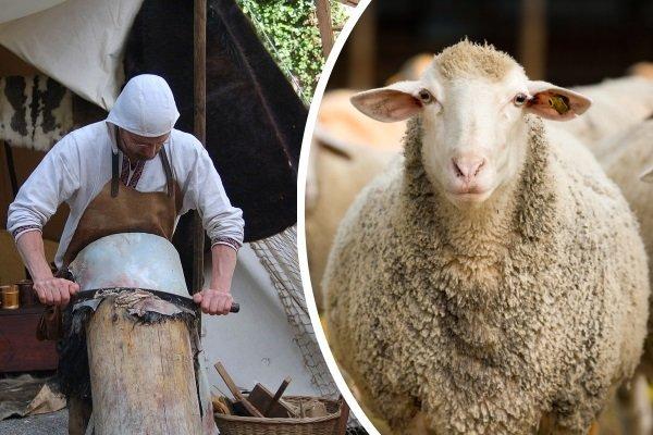 vestir piel de oveja en casa