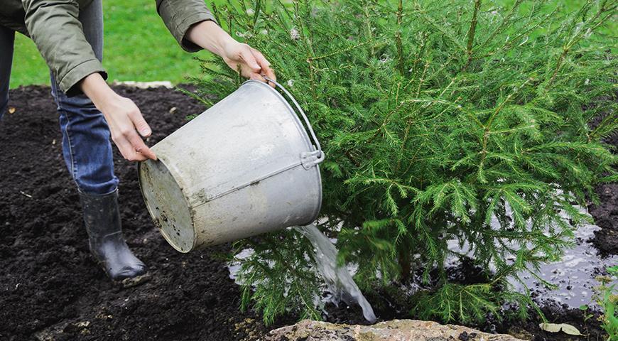 fertilizante para plantas coníferas