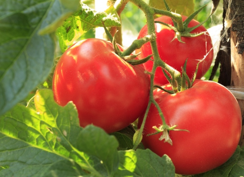 tomato on a branch