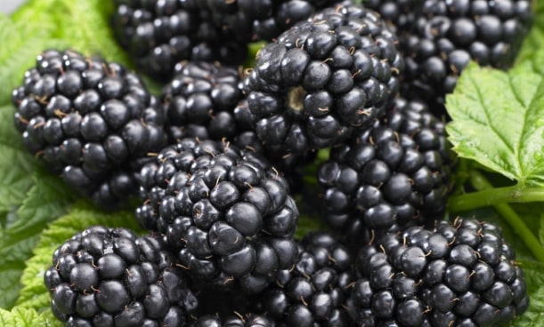 fresh blackberries